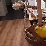64646 Heppenheim - junge Wellidame Sunny sucht neues Zuhause Bild 2