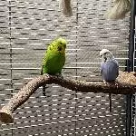 Welli-Pärchen sucht neues, liebevolles Zuhause Bild 1