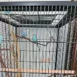 Wellensittichpaar in gute Hände abzugeben Bild 2