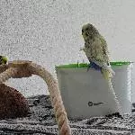 Unsere Gurkentruppe sucht liebevollen Schwarm Bild 4