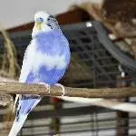 Eingespielter Schwarm (4 Pärchen) sucht neues Wirkungsfeld Bild 7