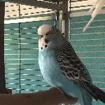Eingespielter Schwarm (4 Pärchen) sucht neues Wirkungsfeld Bild 1
