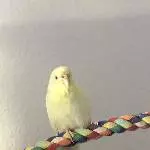 Eingespielter Schwarm (4 Pärchen) sucht neues Wirkungsfeld Bild 2