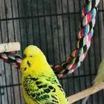 Eingespielter Schwarm (4 Pärchen) sucht neues Wirkungsfeld Bild 4