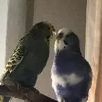 Eingespielter Schwarm (4 Pärchen) sucht neues Wirkungsfeld Bild 8