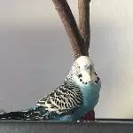 Eingespielter Schwarm (4 Pärchen) sucht neues Wirkungsfeld Bild 3