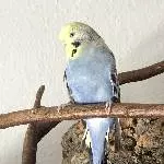 Eingespielter Schwarm (4 Pärchen) sucht neues Wirkungsfeld Bild 6