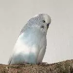 Eingespielter Schwarm (4 Pärchen) sucht neues Wirkungsfeld Bild 5