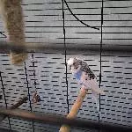 Liebevolles Zuhause gesucht für meinen 9 Jahre alten Pitti Bild 1