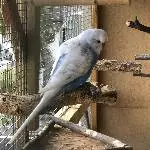 Neues Zuhause gesucht Bild 3