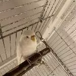 unsere Wellensittichdame sucht ein neues zu Hause Bild 1