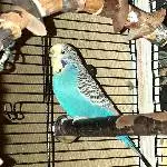 Wellensittichdame 8 Jahre sucht eilig neues Zuhause Bild 1