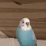 Verwitweter Benny (6 Jahre, männlich) sucht neues Zuhause Bild 1