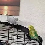 Paulchen sucht ein neues Zuhause Bild 1