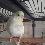 Vier ehemalige Volierenwellis suchen ein neuen Schwarm! Bild 2