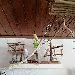 4 Wellis suchen neues Zuhause Bild 1
