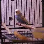 Pechvogel - sucht neues zu Hause Bild 1