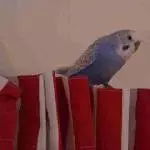 Pechvogel - sucht neues zu Hause Bild 2