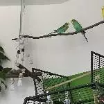 neues Zuhause für 3 Wellis gesucht Bild 1