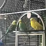 neues Zuhause für 3 Wellis gesucht Bild 3
