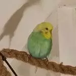 Pärchen sucht neues Zuhause Bild 6