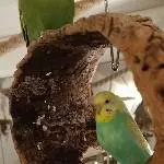Pärchen sucht neues Zuhause Bild 4