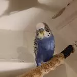 Pärchen sucht neues Zuhause Bild 1