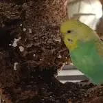 Pärchen sucht neues Zuhause Bild 3