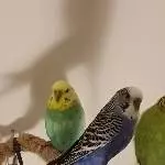 Pärchen sucht neues Zuhause Bild 5
