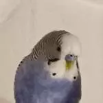 Pärchen sucht neues Zuhause Bild 2