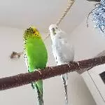 Wilma sucht einen neunen Partner Bild 1