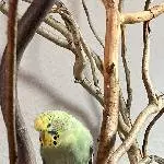 Wegen Allergie 4 Wellensittiche zu vermitteln Bild 2