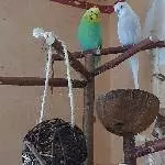 2 Wellis suchen ein neues Zuhause Bild 3