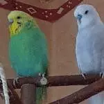 2 Wellis suchen ein neues Zuhause Bild 2