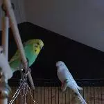 2 Wellis suchen ein neues Zuhause Bild 1