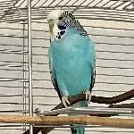 Welli WG gesucht Bild 2