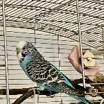 Welli WG gesucht Bild 1