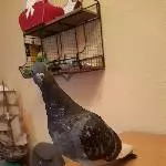 Zwei teilhandaufgezogene Haustauben suchen ein neues Zuhause Bild 3