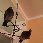 Zwei teilhandaufgezogene Haustauben suchen ein neues Zuhause Bild 1