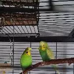 Pepito sucht ein neues Zuhause mit Gefiederten Freunden Bild 3