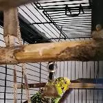 Pepito sucht ein neues Zuhause mit Gefiederten Freunden Bild 1