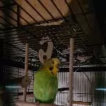 Pepito sucht ein neues Zuhause mit Gefiederten Freunden Bild 2