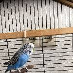 Birdy (blau weisse Farbe) fröhlich, scheu, neugierig sucht Zuhause Bild 1