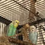 3 junge Welli-Weibchen abzugeben Bild 1