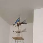 Blue und Soleil suchen neues Zuhause Bild 1