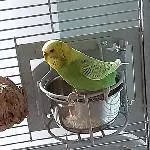 Henne sucht ein neues Zuhause Bild 1