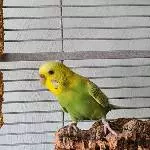 Henne sucht ein neues Zuhause Bild 2
