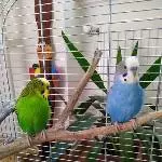 Chip und Pock suchen ein neues Zuhause Bild 4