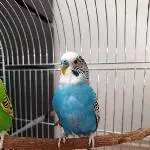 Chip und Pock suchen ein neues Zuhause Bild 1