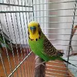 Chip und Pock suchen ein neues Zuhause Bild 2